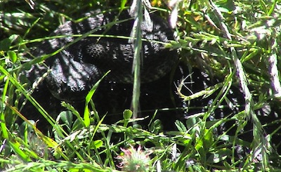 Rattlesnake in tall grass.